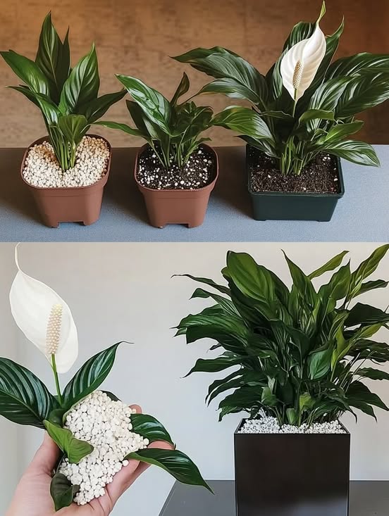 Fertilizante casero natural en frasco de vidrio, hecho con plátano, café y miel, ideal para plantas de interior.